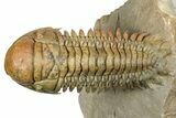 Flying Crotalocephalina Trilobite - Exposed Hyposteme #339446-3